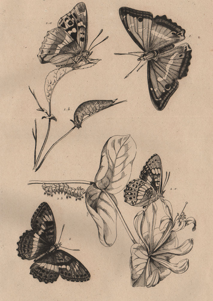 BUTTERFLIES. Purple Emperor. Apatura Iris. Camille. Southern White Admiral 1834